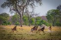 086 Zimbabwe, Hwange NP, sabelantilopes